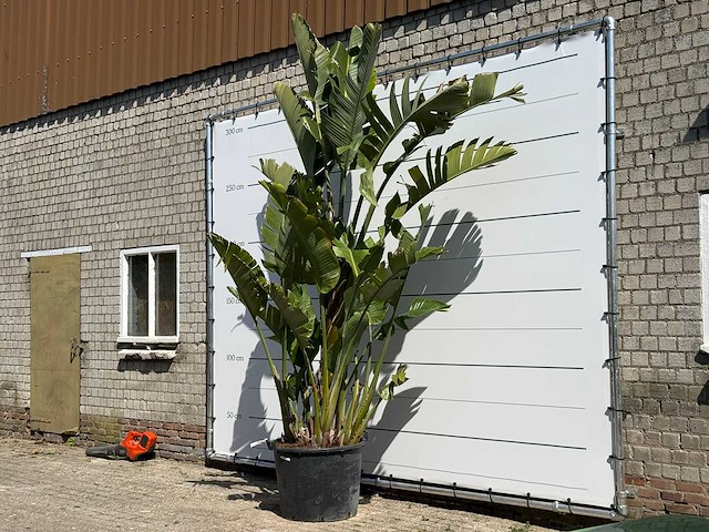 Paradijsvogelplant xl - strelitzia augusta - hoogte ca. 280 cm - afbeelding 1 van  3