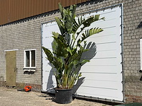 Paradijsvogelplant xl - strelitzia augusta - hoogte ca. 280 cm - afbeelding 1 van  3
