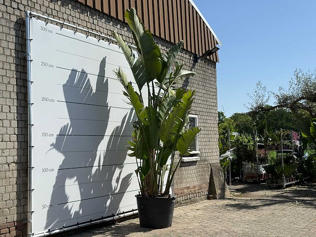 Paradijsvogelplant xl - strelitzia augusta - hoogte ca. 280 cm - afbeelding 2 van  3