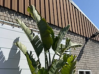 Paradijsvogelplant xl - strelitzia augusta - hoogte ca. 280 cm - afbeelding 3 van  3