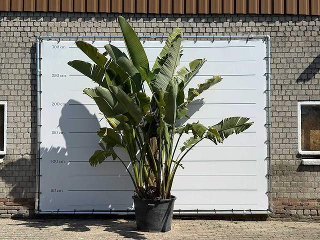Paradijsvogelplant xl - strelitzia augusta - hoogte ca. 280 cm - afbeelding 1 van  5