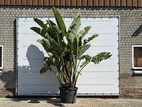 Paradijsvogelplant xl - strelitzia augusta - hoogte ca. 280 cm