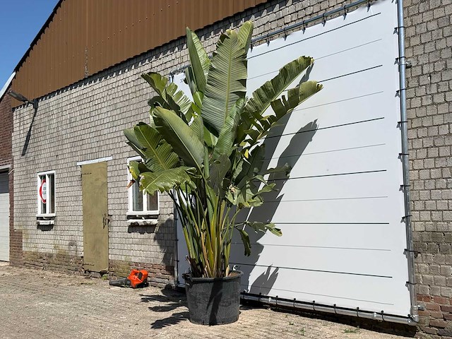 Paradijsvogelplant xl - strelitzia augusta - hoogte ca. 280 cm - afbeelding 2 van  5