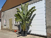 Paradijsvogelplant xl - strelitzia augusta - hoogte ca. 280 cm - afbeelding 2 van  5