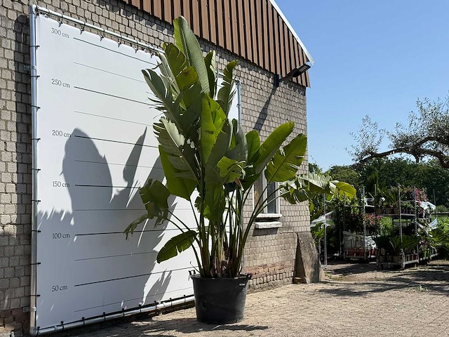 Paradijsvogelplant xl - strelitzia augusta - hoogte ca. 280 cm - afbeelding 3 van  5