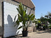 Paradijsvogelplant xl - strelitzia augusta - hoogte ca. 280 cm - afbeelding 3 van  5