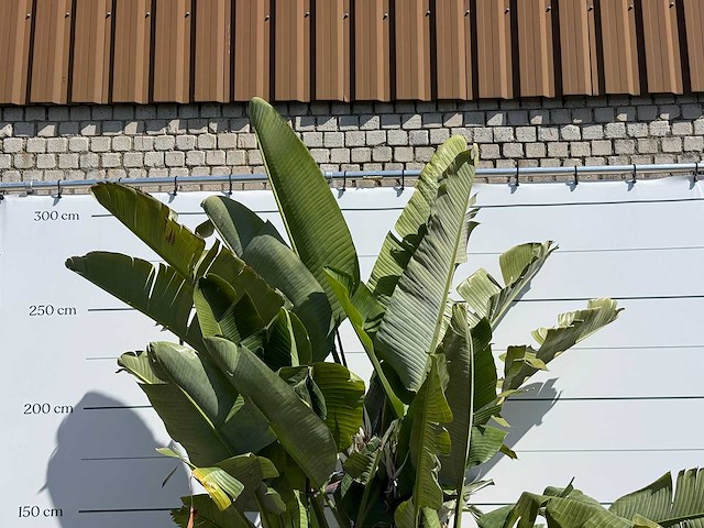 Paradijsvogelplant xl - strelitzia augusta - hoogte ca. 280 cm - afbeelding 4 van  5