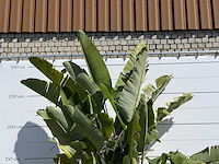 Paradijsvogelplant xl - strelitzia augusta - hoogte ca. 280 cm - afbeelding 4 van  5