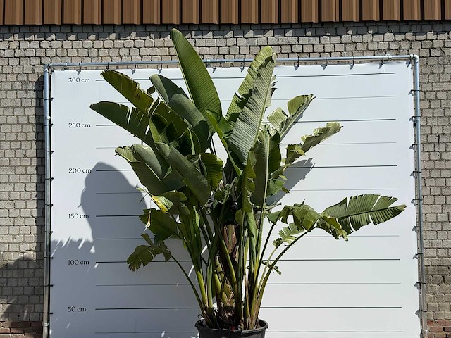 Paradijsvogelplant xl - strelitzia augusta - hoogte ca. 280 cm - afbeelding 5 van  5