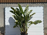 Paradijsvogelplant xl - strelitzia augusta - hoogte ca. 280 cm - afbeelding 5 van  5