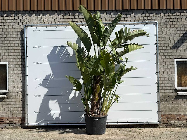 Paradijsvogelplant xl - strelitzia augusta - hoogte ca. 280 cm - afbeelding 1 van  4