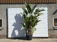 Paradijsvogelplant xl - strelitzia augusta - hoogte ca. 280 cm - afbeelding 1 van  4