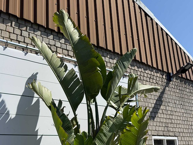 Paradijsvogelplant xl - strelitzia augusta - hoogte ca. 280 cm - afbeelding 3 van  4