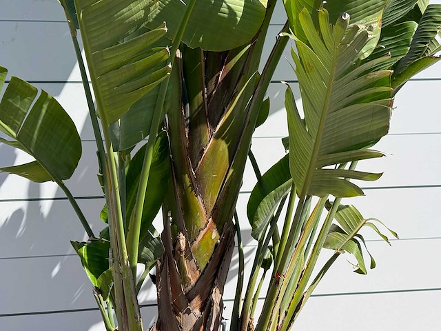 Paradijsvogelplant xl - strelitzia augusta - hoogte ca. 280 cm - afbeelding 4 van  4