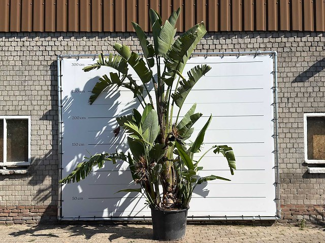 Paradijsvogelplant xl - strelitzia augusta - hoogte ca. 280 cm - afbeelding 1 van  3