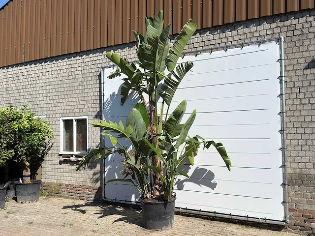 Paradijsvogelplant xl - strelitzia augusta - hoogte ca. 280 cm - afbeelding 2 van  3