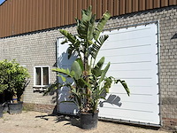 Paradijsvogelplant xl - strelitzia augusta - hoogte ca. 280 cm - afbeelding 2 van  3