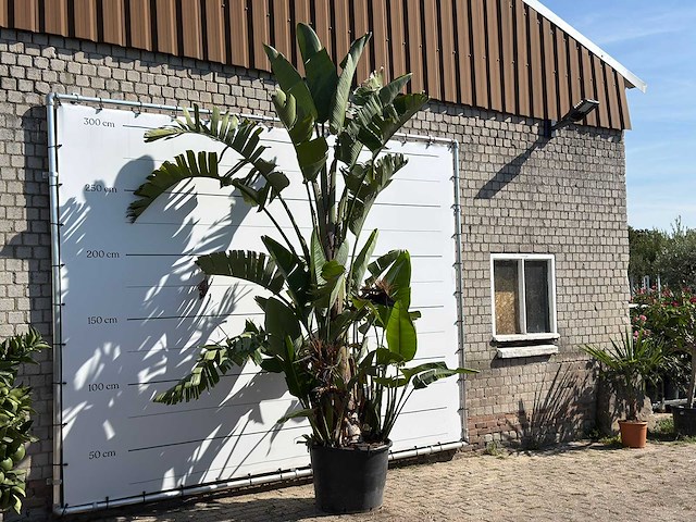 Paradijsvogelplant xl - strelitzia augusta - hoogte ca. 280 cm - afbeelding 3 van  3