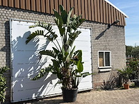 Paradijsvogelplant xl - strelitzia augusta - hoogte ca. 280 cm - afbeelding 3 van  3