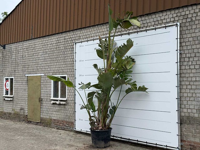 Paradijsvogelplant xl - strelitzia augusta - hoogte ca. 280 cm - afbeelding 1 van  5