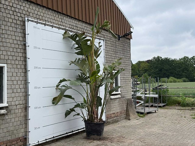 Paradijsvogelplant xl - strelitzia augusta - hoogte ca. 280 cm - afbeelding 2 van  5