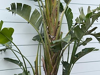 Paradijsvogelplant xl - strelitzia augusta - hoogte ca. 280 cm - afbeelding 3 van  5