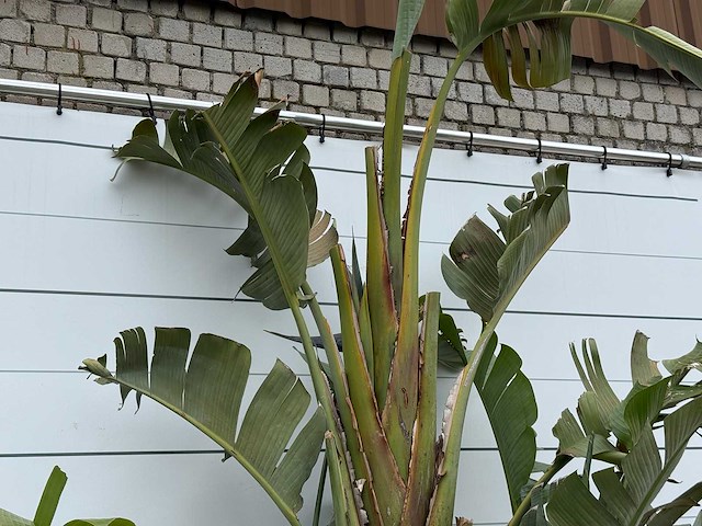 Paradijsvogelplant xl - strelitzia augusta - hoogte ca. 280 cm - afbeelding 4 van  5