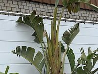 Paradijsvogelplant xl - strelitzia augusta - hoogte ca. 280 cm - afbeelding 4 van  5