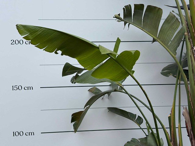 Paradijsvogelplant xl - strelitzia augusta - hoogte ca. 280 cm - afbeelding 5 van  5