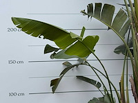 Paradijsvogelplant xl - strelitzia augusta - hoogte ca. 280 cm - afbeelding 5 van  5