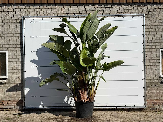 Paradijsvogelplant xl - strelitzia augusta - hoogte ca. 280 cm - afbeelding 1 van  3