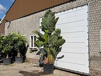 Paradijsvogelplant xl - strelitzia augusta - hoogte ca. 280 cm - afbeelding 2 van  3