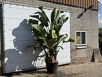 Paradijsvogelplant xl - strelitzia augusta - hoogte ca. 280 cm - afbeelding 3 van  3