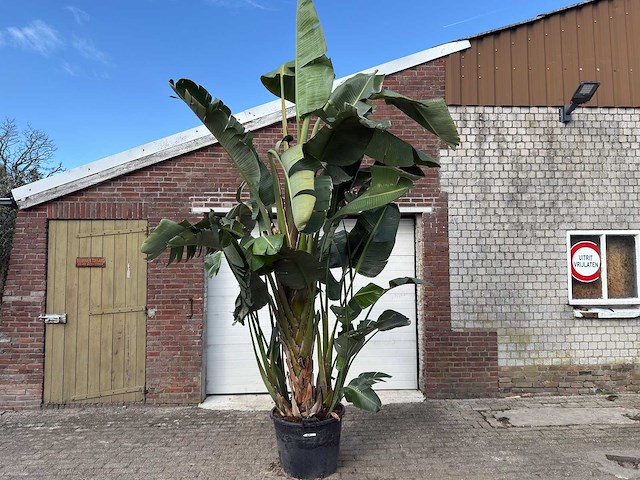 Paradijsvogelplant xl - strelitzia augusta - hoogte ca. 290 cm - afbeelding 1 van  6