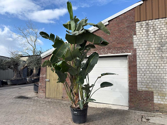 Paradijsvogelplant xl - strelitzia augusta - hoogte ca. 290 cm - afbeelding 2 van  6