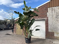 Paradijsvogelplant xl - strelitzia augusta - hoogte ca. 290 cm - afbeelding 2 van  6
