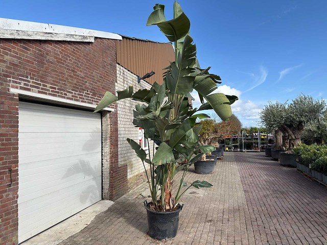 Paradijsvogelplant xl - strelitzia augusta - hoogte ca. 290 cm - afbeelding 4 van  6