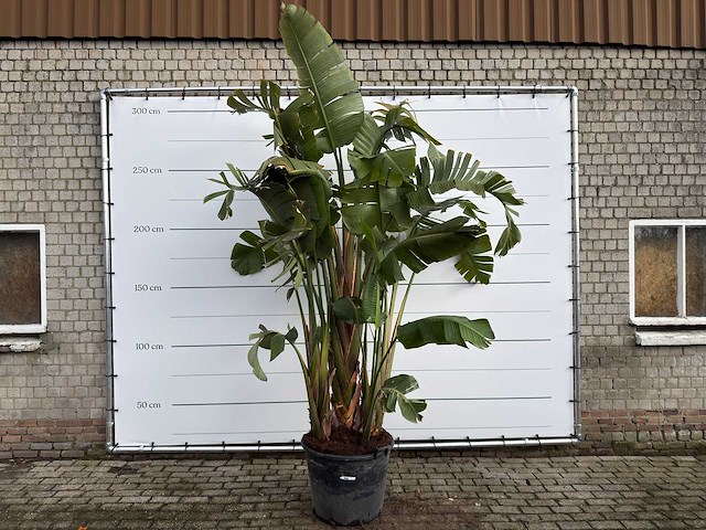 Paradijsvogelplant xl - strelitzia augusta - hoogte ca. 330 cm - afbeelding 1 van  6
