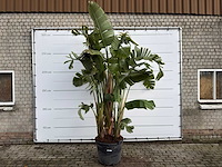Paradijsvogelplant xl - strelitzia augusta - hoogte ca. 330 cm