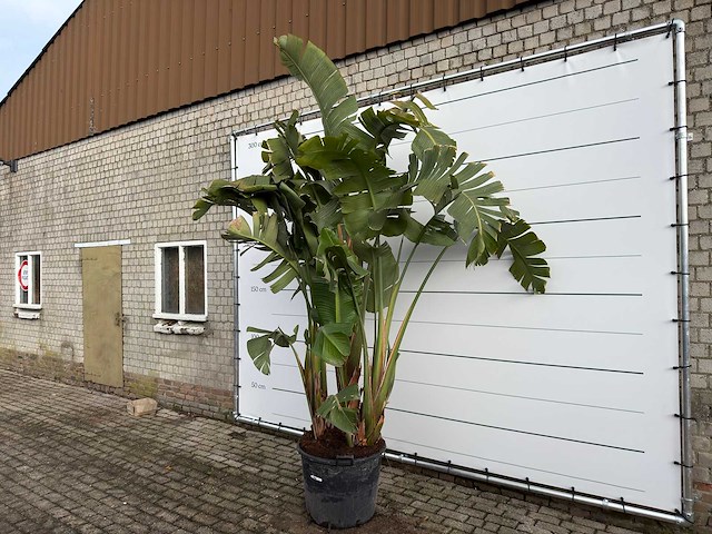 Paradijsvogelplant xl - strelitzia augusta - hoogte ca. 330 cm - afbeelding 2 van  6
