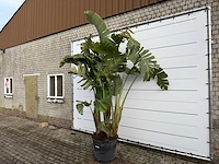 Paradijsvogelplant xl - strelitzia augusta - hoogte ca. 330 cm - afbeelding 2 van  6