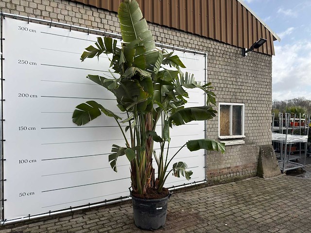 Paradijsvogelplant xl - strelitzia augusta - hoogte ca. 330 cm - afbeelding 3 van  6