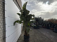 Paradijsvogelplant xl - strelitzia augusta - hoogte ca. 330 cm - afbeelding 4 van  6