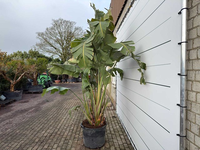 Paradijsvogelplant xl - strelitzia augusta - hoogte ca. 330 cm - afbeelding 5 van  6