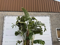 Paradijsvogelplant xl - strelitzia augusta - hoogte ca. 330 cm - afbeelding 6 van  6