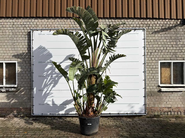 Paradijsvogelplant xl - strelitzia augusta - hoogte ca. 330 cm - afbeelding 1 van  8