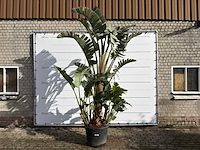 Paradijsvogelplant xl - strelitzia augusta - hoogte ca. 330 cm