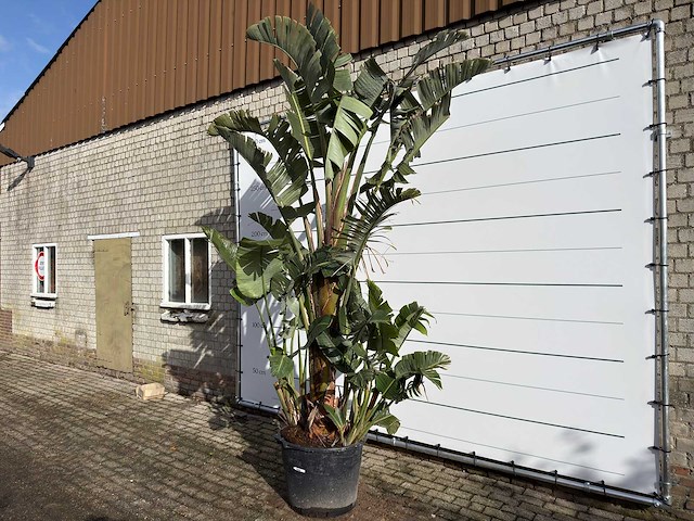 Paradijsvogelplant xl - strelitzia augusta - hoogte ca. 330 cm - afbeelding 2 van  8