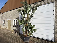 Paradijsvogelplant xl - strelitzia augusta - hoogte ca. 330 cm - afbeelding 2 van  8