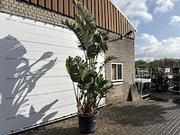 Paradijsvogelplant xl - strelitzia augusta - hoogte ca. 330 cm - afbeelding 3 van  8
